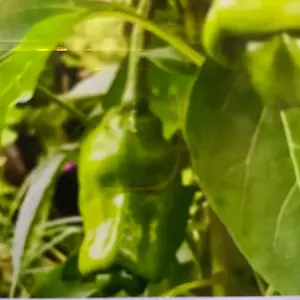 PETER PEPPER, funny and great gift material. 10 pcs seeds that are easy to grow. Partial shade ok. Porch or balcony plant.