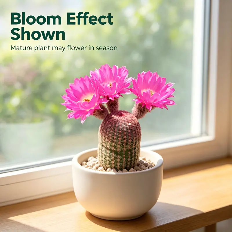 Red Sun Cactus (Echinocereus Rigidissimus Var. Rubrispinus) - Vibrant Red-Tipped Spines, Drought-Tolerant Hardy Succulent, Ideal for Window Sill & Patio Decor, 2-4in Garden Plant
