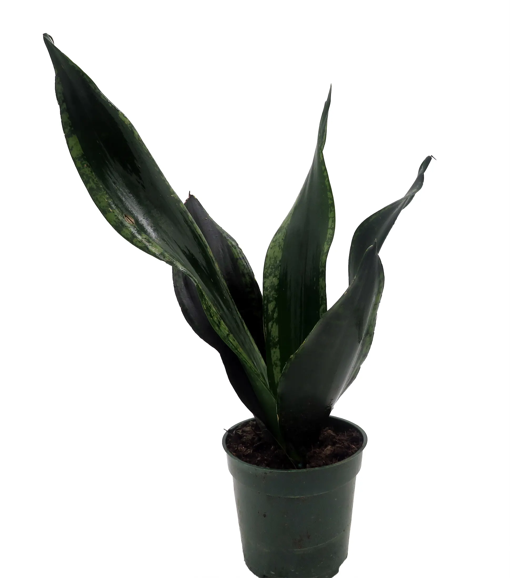 Whitney Snake Plant - Sansevieria - Impossible to kill! - 4" Pot - TikTok  Shop