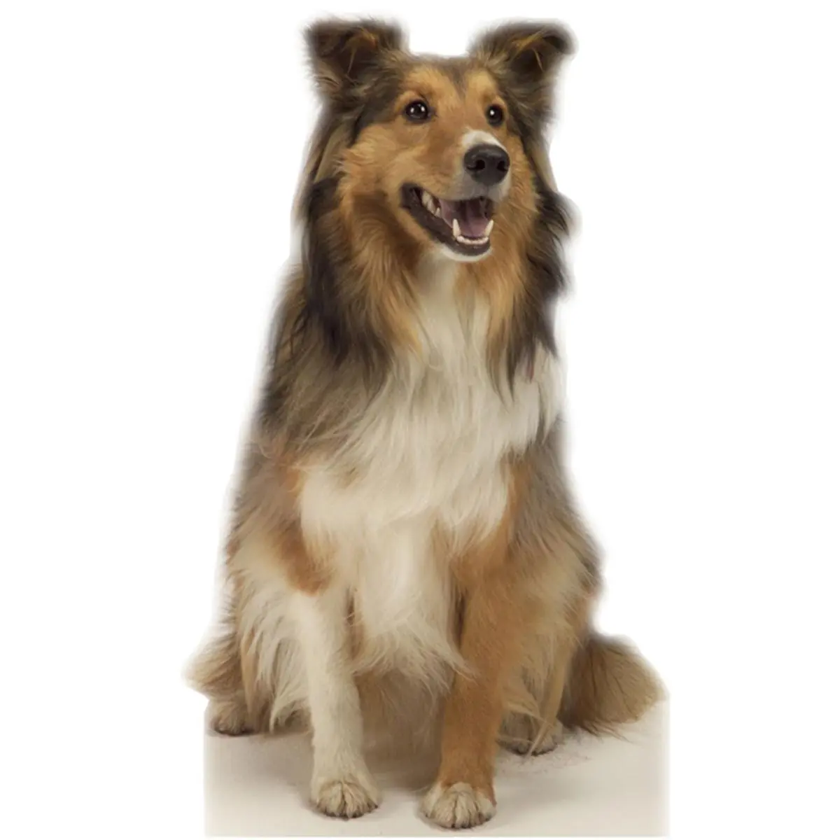 Advanced Graphics 624 36 x 24" Foldable Life-Size Collie Dog Cardboard Stand-Up, Decorative Whimsical Home Decor Piece for Room Decor & Home Supplies