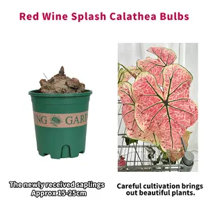 Wine Splash Caladium Tuber Live Plant, Tropical Variegated Foliage Ornamental, Unique Red‑White Splash‑Patterned Leaf Houseplant for Indoor Decor, Window Sill, Balcony & Shaded Patio Planting