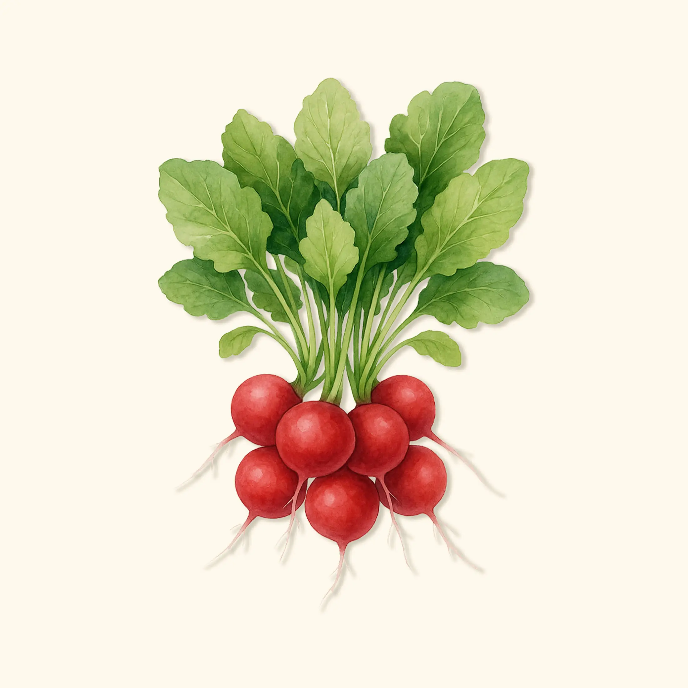 Vego Garden Organic Cherry Belle Radish Seeds