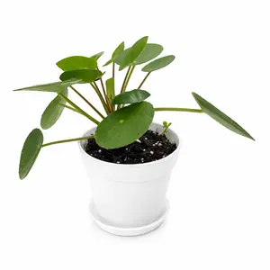 Chinese Money Plant (Pilea Peperomioides) Live Plant in 4” Modern White Decorative Pot with Saucer – Indoor Houseplant Decor