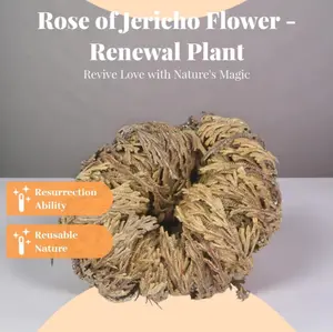 Resurrection Rose of Jericho Flower - Renewal Plant with Resurrection Ability & Reusable Nature for Reviving Love with Nature's Magic