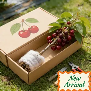 Dwarf potted cherry seedlings, compact plant, space-saving, suitable for balconies and patio greening