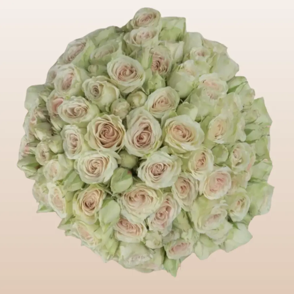 Green Rosever Spray Roses 12 Bunches 10 Stems 40cm 3-4 Blooms Per Stem Fresh Imported from Ecuador for Floral Arrangements and DIY Weddings