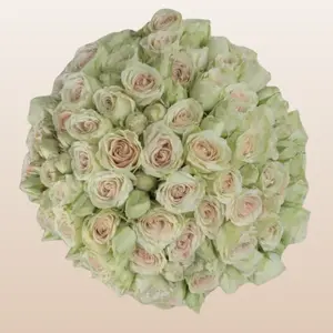 Green Rosever Spray Roses 12 Bunches 10 Stems 40cm 3-4 Blooms Per Stem Fresh Imported from Ecuador for Floral Arrangements and DIY Weddings