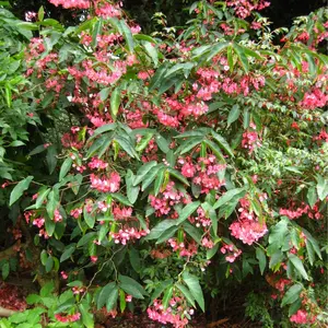 Begonia 'Angel Wing Pink' (Cane Begonia)