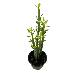 BubbleBlooms Senecio anteuphorbium, in a 4 Inch Pot, Kleinia anteuphorbium, Swizzle Sticks