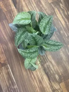 Scindapsus Silver Satin in 6” Pot Live Houseplants