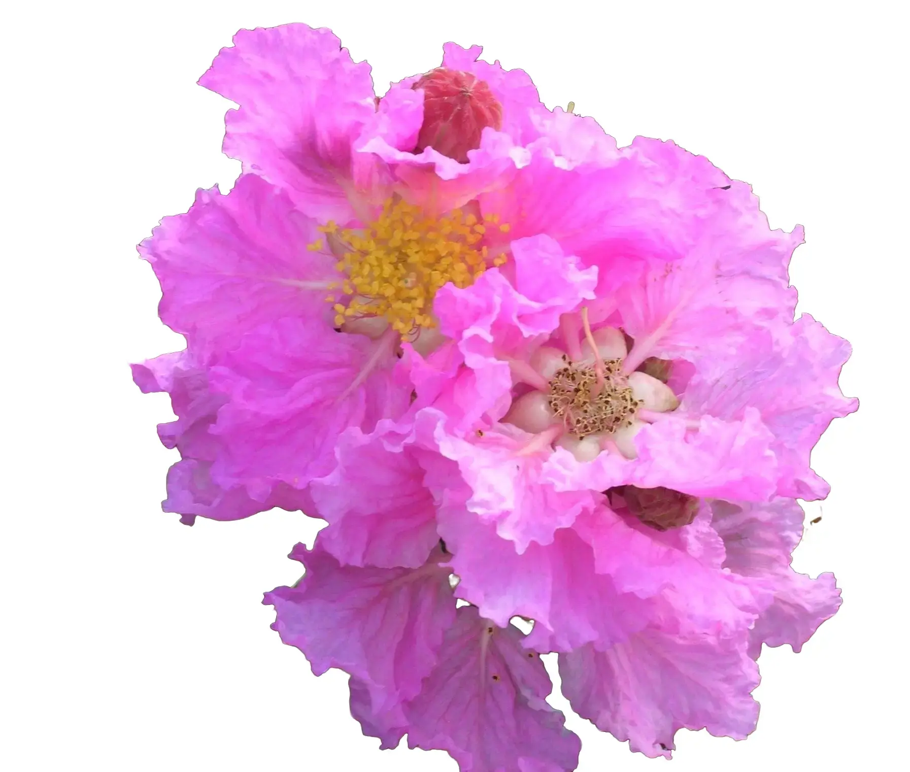 20 SEEDS for Red & White CRAPE MYRTLE rare flower exotic tree plant