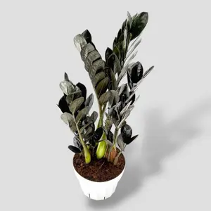 RARE Black Raven ZZ 6” - Low Maintenance Exotic House Plant - Not Pet Safe