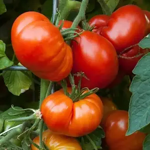 Tomato Seeds -Beefsteak tomato  - Open Pollinated,SWEET & JUICY