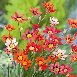 Mixed Sparaxis - 5 bulbs