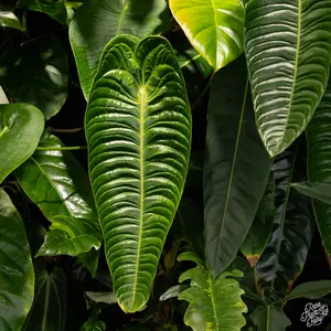Anthurium veitchii “King Anthurium” *Grower's choice*