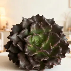 Echeveria“Obsidian Heart” Halloween Gothic Succulent – Rare Dark Live Plant for Spooky Home Decor & Gifts