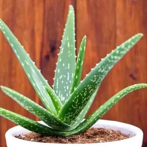 Organic Aloe Vera Barbadensis in PEAT  POT | Live Potted Plant Garden