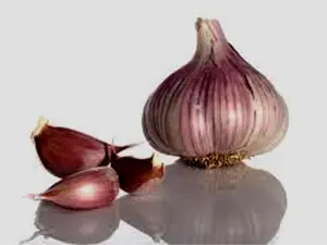 Garlic Bulb (6 Pack), Fresh Siberian HARDNECK Garlic Bulb for Planting and Growing Your OWN Garlic OR Eating