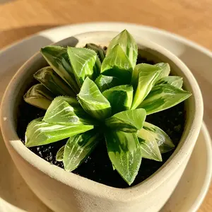 Haworthia heidelbergensis Live Succulent Plant｜Rare Window Succulent｜Bare Root｜Easy Care｜Beginner Friendly｜Home & Garden Decor