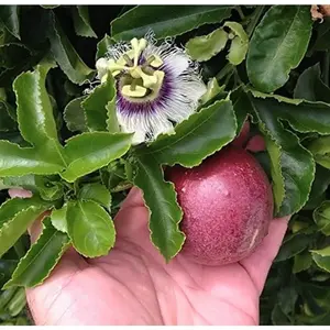 100+ 100pcs High-quality Red Wanderer Purple Passion Fruit Plant Seeds - Heirloom, Non-gmo Garden Seeds for Exotic and Vibrant Flowering