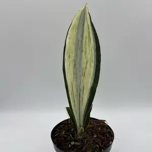 Albo Variegated Sansevieria Whale Fin 4" pot Plant Unique Leaves Low Maintenance Indoor Home Decor Live Tropical House Plant for Beginners