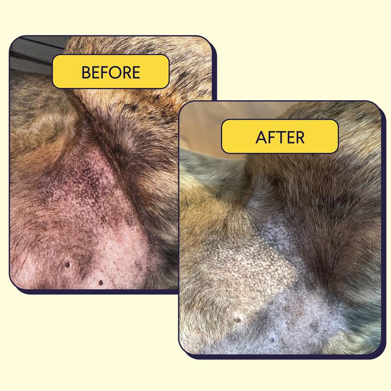 FINN Allergy & Itch for Dogs - Natural Allergy Relief, Itchy Skin, Immune Support, Bee Propolis, Probiotics - 90 Soft Chews