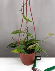 Hoya Phuwuaensis