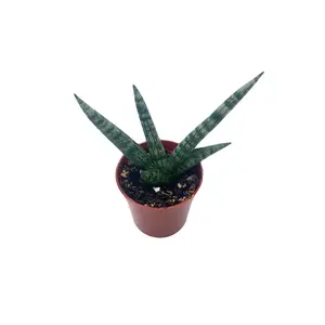 2” Starfish Snake Plant, Sansevieria cylindrica, Houseplant, Gift, Plant, Decor, Decorative