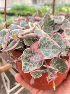 4" String of Hearts Variegated Plant