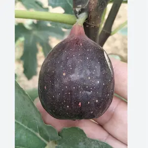 300 Fig Tree Seeds - Sweet Fruit Shrub Bonsai for Sale