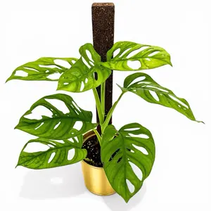 Monstera Adansonii on Pole, 6inch Pot, Low maintenance, Beginner Friendly