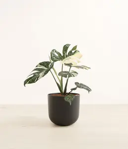Monstera Thai