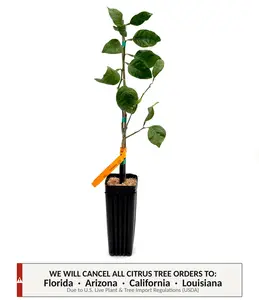 Shiranui Mandarin Tree | No Ship CA AZ LA FL | Sumo Citrus, Ultra Sweet Seedless Orange & Easy Peel Premium Fruit | Premium Indoor Outdoor Citrus Tree