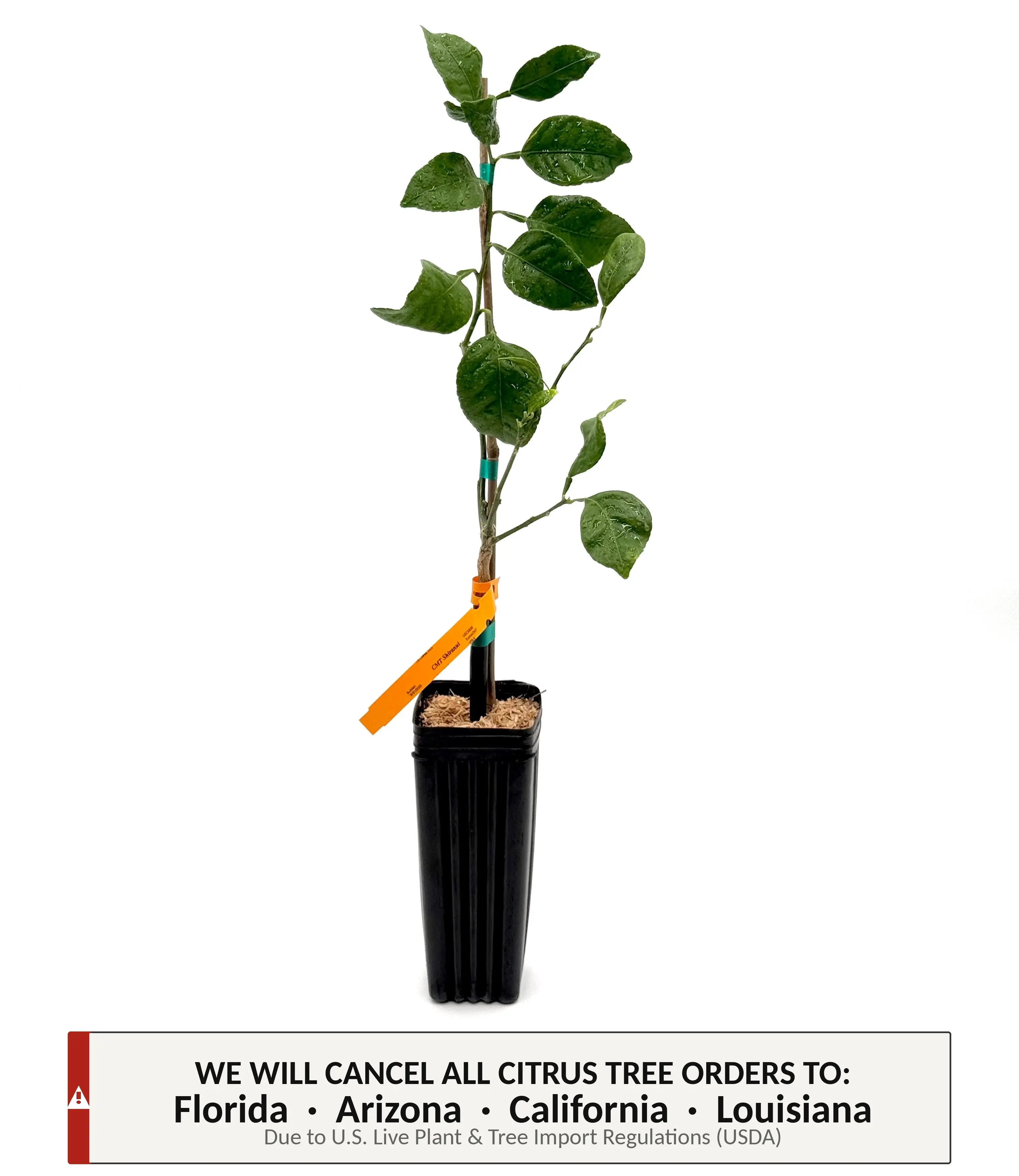 Shiranui Mandarin Tree | No Ship CA AZ LA FL | Sumo Citrus, Ultra Sweet Seedless Orange & Easy Peel Premium Fruit | Premium Indoor Outdoor Citrus Tree