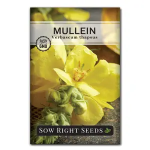 Mullein Seeds