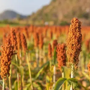 Sweet Sugar Cane Sorghum Seeds for Planting Vegetable Seeds for Home Garden 500 Seeds Organic Gardening Supplies