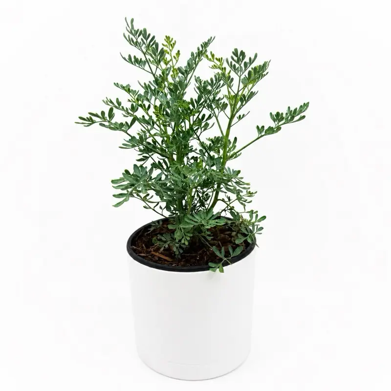 Rue Plant (Ruda) Live Plant 6” Pot – Aromatic Herb for Indoor & Outdoor Gardens | Easy Care Medicinal & Decorative Plant