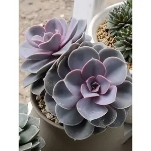 2"Live Succulent Echeveria Red Sky