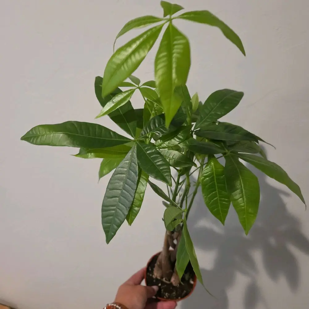 Money Tree 4" pot