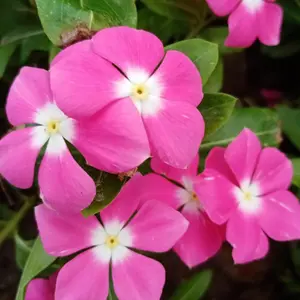200pcs Mixed Periwinkle Seeds – Colorful Blooms for Easy-Care Ground Cover, Patios, and Garden Beds