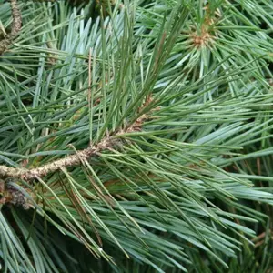 Pine needles