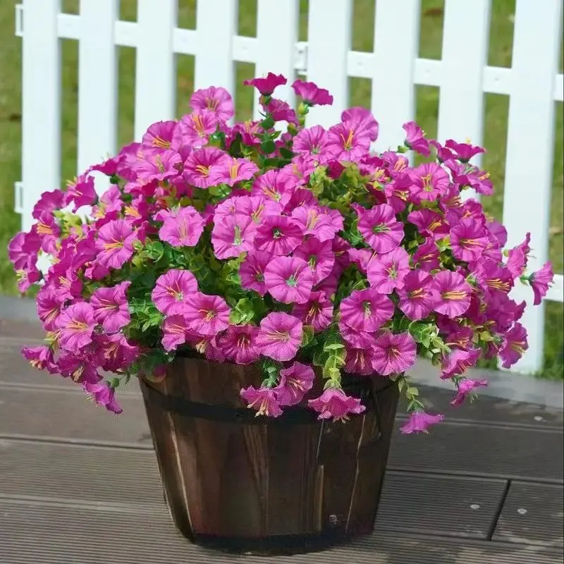 12 bunches（Magenta）