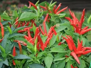 Live Super Chili Pepper Plant