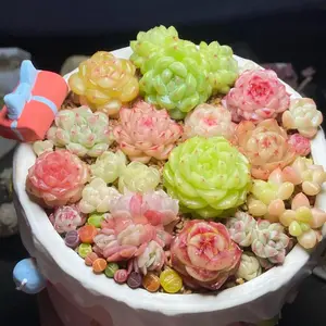 Rare Succulent Propagations 0.5–1.5 inch – 6/12/24pcs Premium Live Succulent Stems, Easy Care Indoor Décor Plants, DIY Garden & Unique Gift for Succulent Lovers