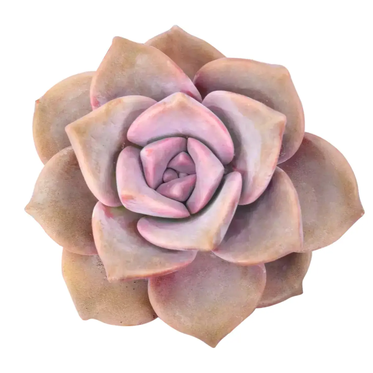 Graptopetalum Purple Delight