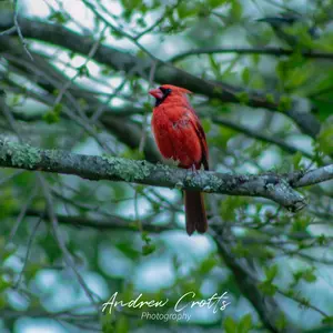 classic cardinal on branch