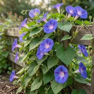 Premium Morning Glory Seeds High Germination Rate Easy to Plant for Garden Balcony Yard Decoration Annual Flowers Bonsai Seedlings DIY Garden