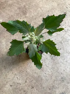 Wild Spinach, Fat Hen, Dungweed, White Goosefoot, Bathua, Pigsweed Plant, Lamb's Quarters Non GMO Live Plant