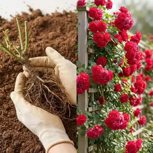 Live Rose Bush Plant, Vibrant Fragrant Blooming Shrub, Hardy Disease-Resistant Fast-Growing, Perfect for Garden Beds Patio Pots & Cut Flowers, Ideal Spring Easter Gift for Plant Lovers, High Yield Reblooming Ornamental Live Seedling