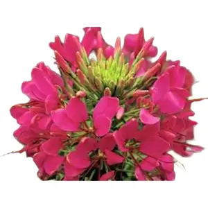 Green River 100 Raspberry Clome Spider Seeds - Flower seed pack, Perennial Flower Seeds for Garden Borders & Patio Use, Compact Plants for Pollinator Attraction, Full Sun & Drought-Tolerant